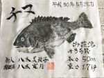 釣果