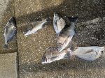 釣果