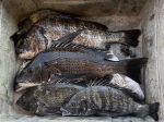 釣果