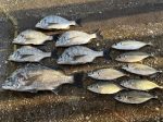 釣果