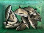 釣果