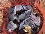 釣果