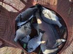 釣果