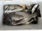 釣果