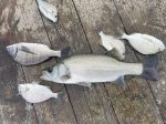 釣果
