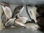 釣果