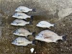 釣果